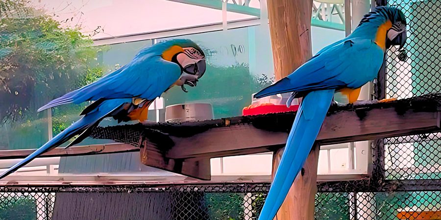 post_1080x1350_mini-zoo_Prigule